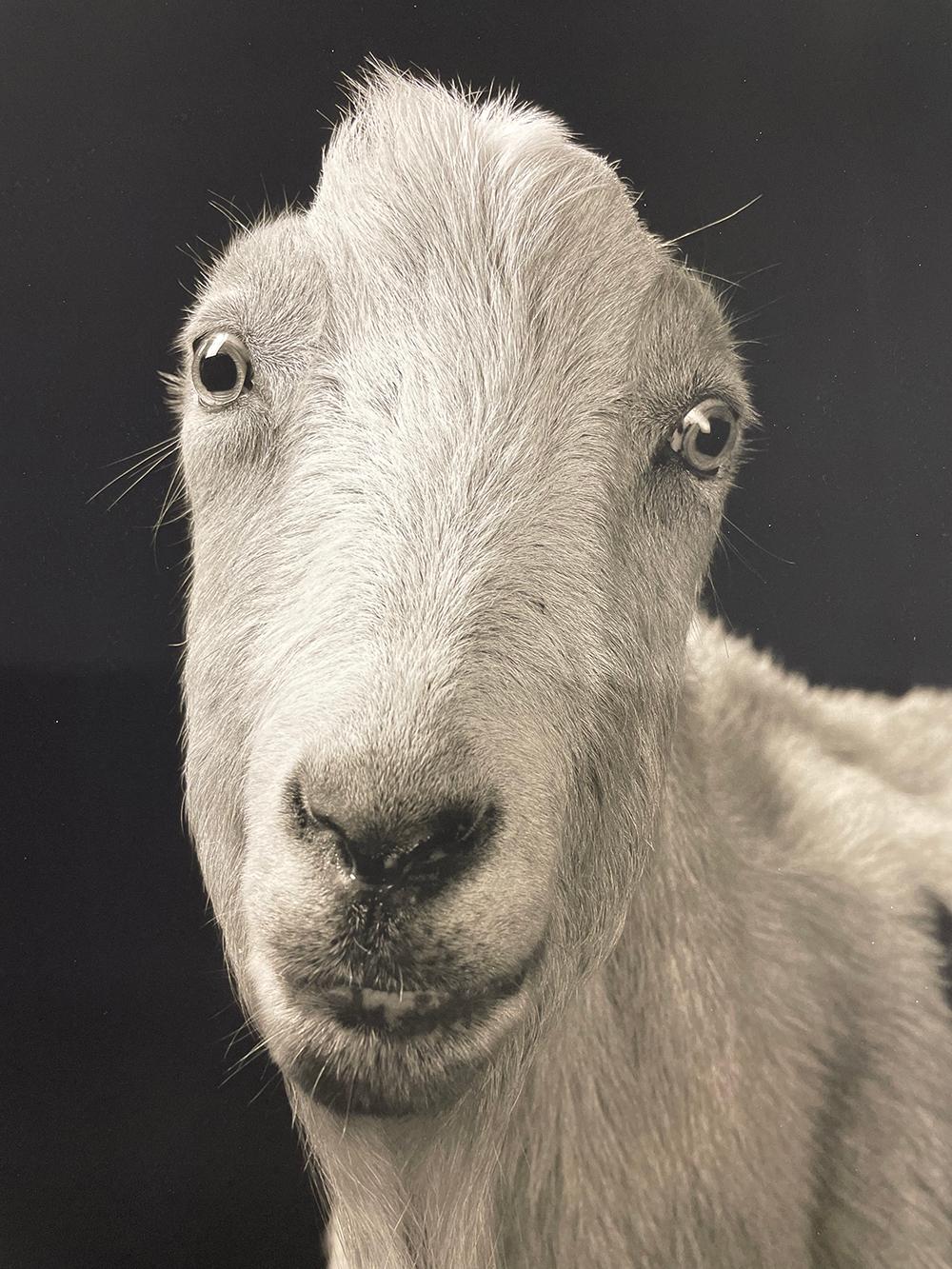 Carl #1, aus der Serie, Chattel - Weiße Ziege, Bauerntier, Porträt, Wildtiere (Zeitgenössisch), Photograph, von Kevin Horan