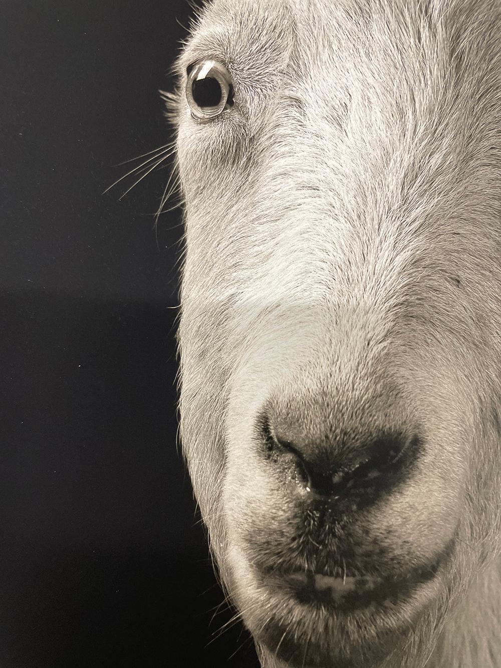 Carl #1, aus der Serie, Chattel - Weiße Ziege, Bauerntier, Porträt, Wildtiere (Schwarz), Portrait Photograph, von Kevin Horan