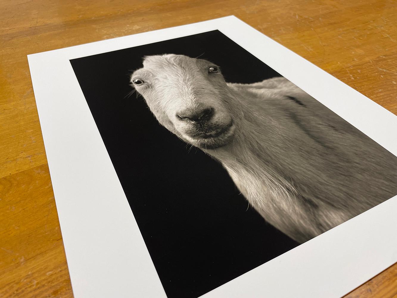 Carl #1, aus der Serie, Chattel - Weiße Ziege, Bauerntier, Porträt, Wildtiere im Angebot 1