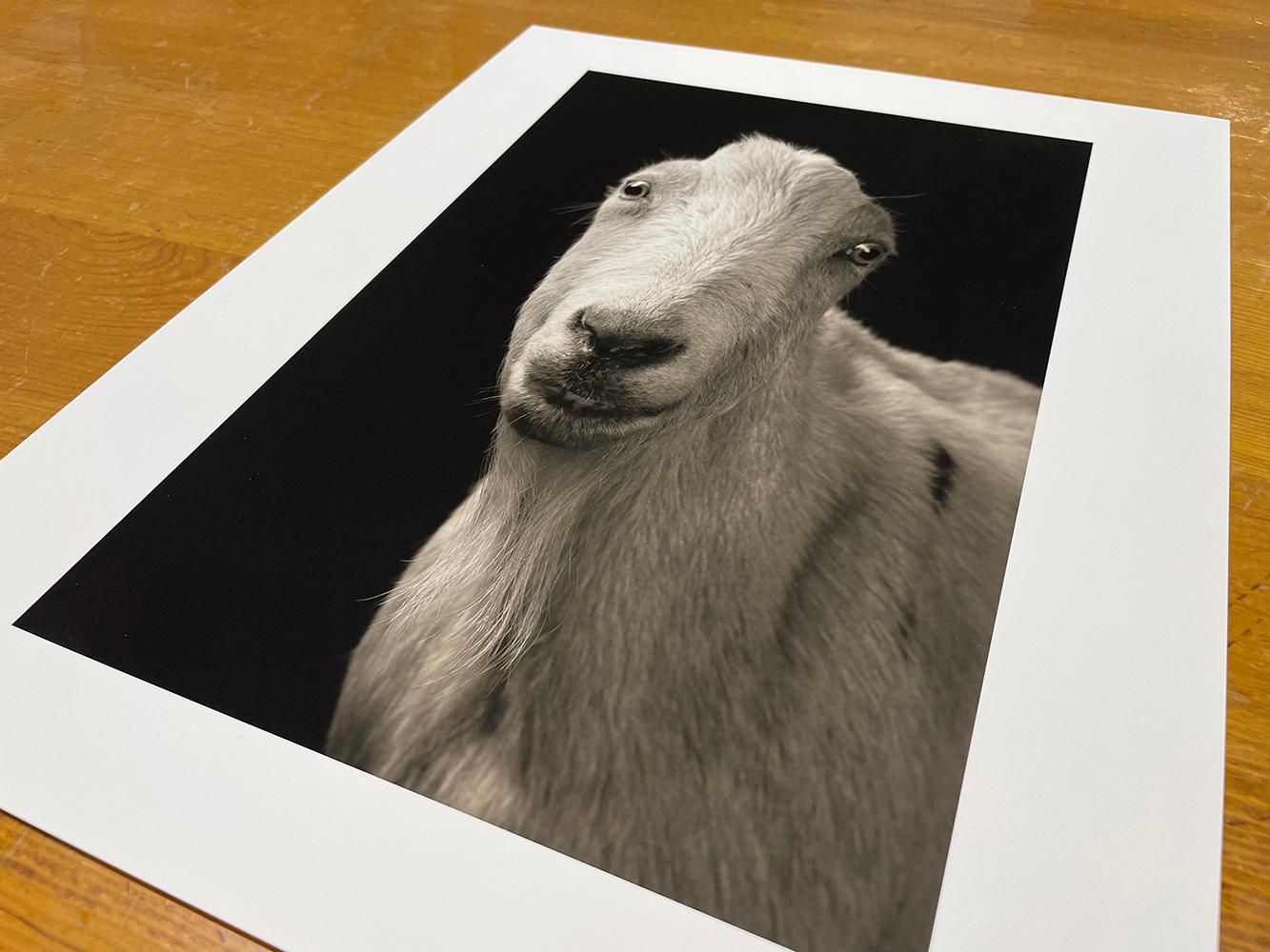 Carl #1, aus der Serie, Chattel - Weiße Ziege, Bauerntier, Porträt, Wildtiere im Angebot 2