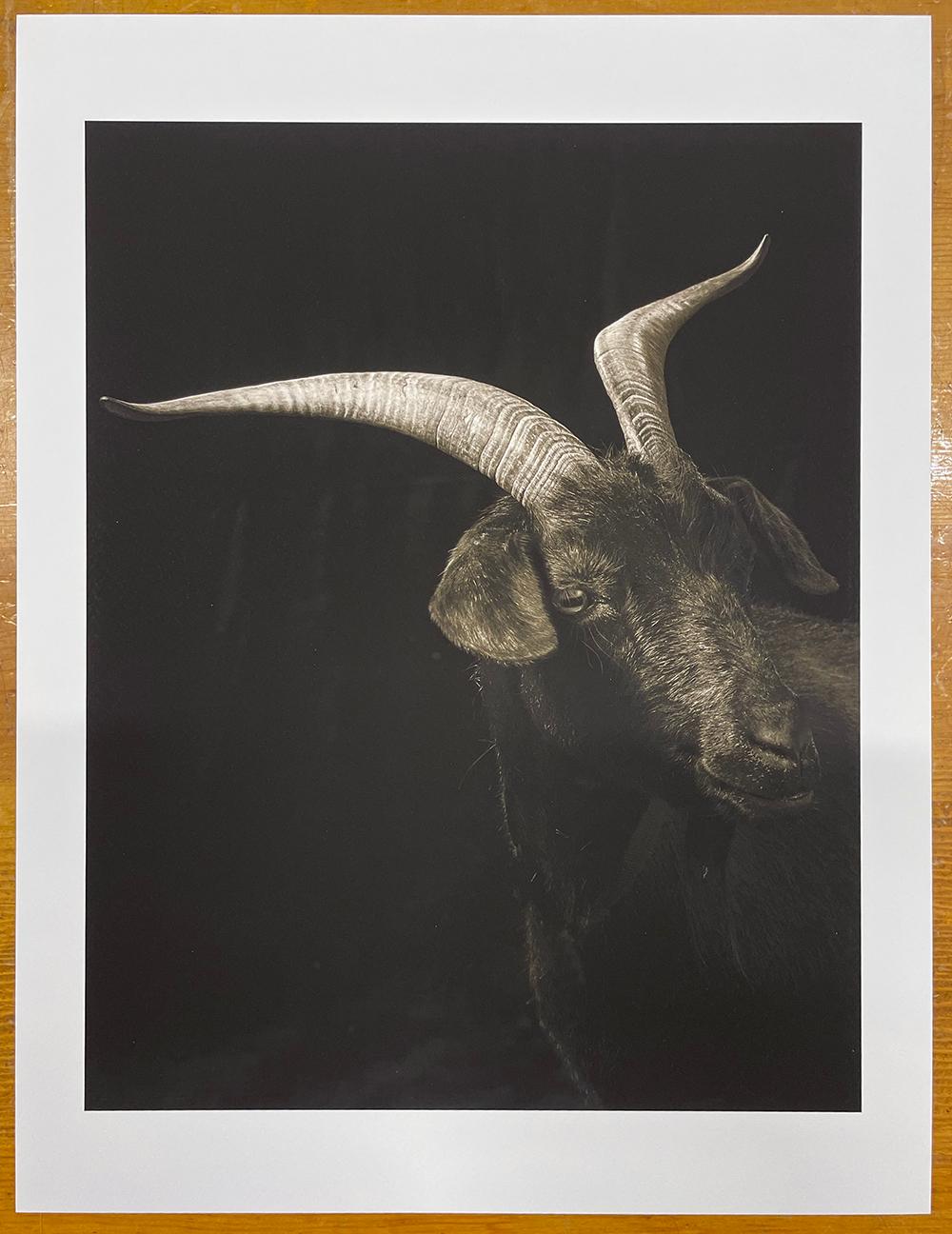 Ella #1, from the series, Chattel - Goat, Farm Animal, Portrait, Wildlife - Photograph by Kevin Horan