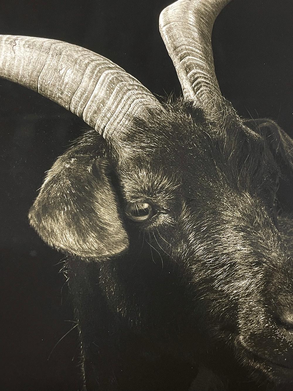 Ella #1, from the series, Chattel - Goat, Farm Animal, Portrait, Wildlife - Contemporary Photograph by Kevin Horan