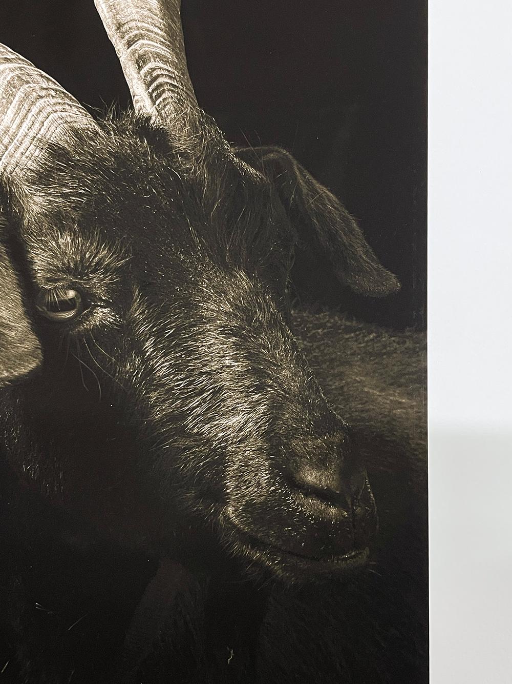 Ella #1, from the series, Chattel - Goat, Farm Animal, Portrait, Wildlife - Black Black and White Photograph by Kevin Horan