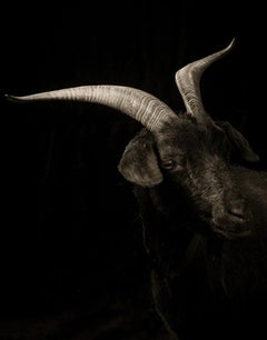 Ella #1, della serie Chattel - Capra, Animale da fattoria, Ritratto, Fauna selvatica