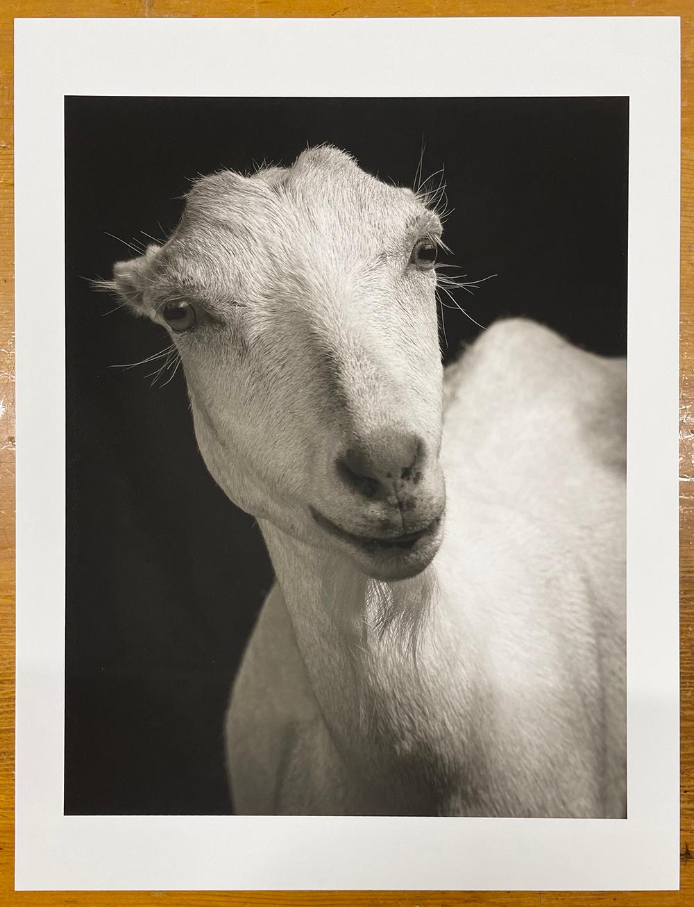 Honey #2, de la série, The Chattel - White Goat, Farm Animal, Portrait - Photograph de Kevin Horan