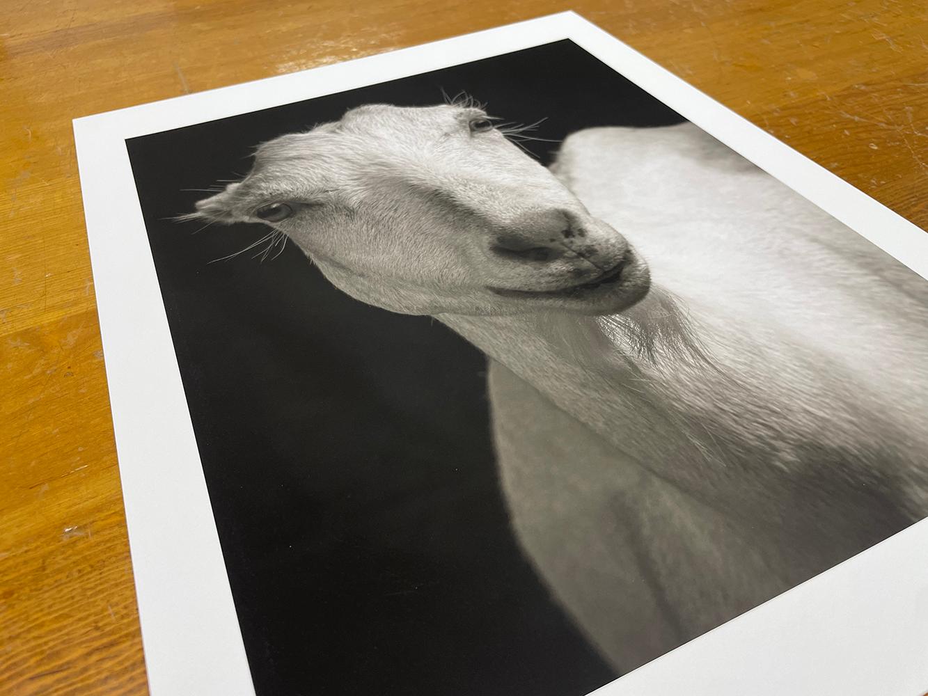 Honey #2, de la série, The Chattel - White Goat, Farm Animal, Portrait - Contemporain Photograph par Kevin Horan
