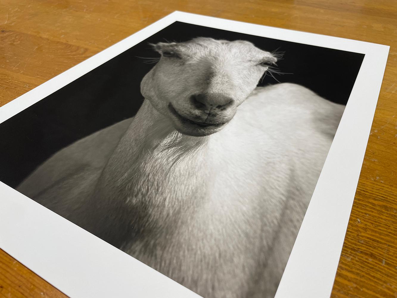 Honey #2, de la série, The Chattel - White Goat, Farm Animal, Portrait - Noir Black and White Photograph par Kevin Horan