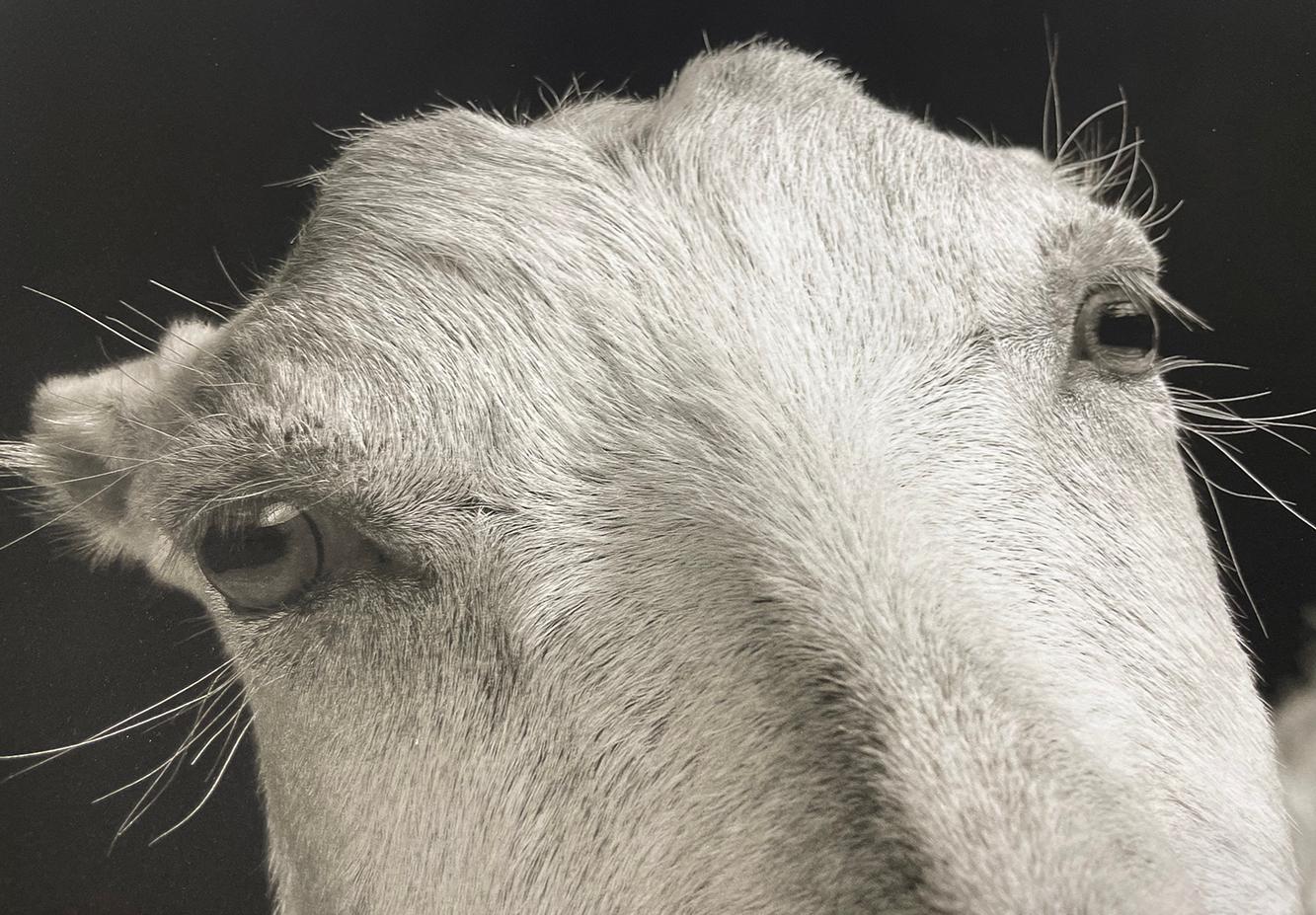 Honey #2, de la série, The Chattel - White Goat, Farm Animal, Portrait en vente 1