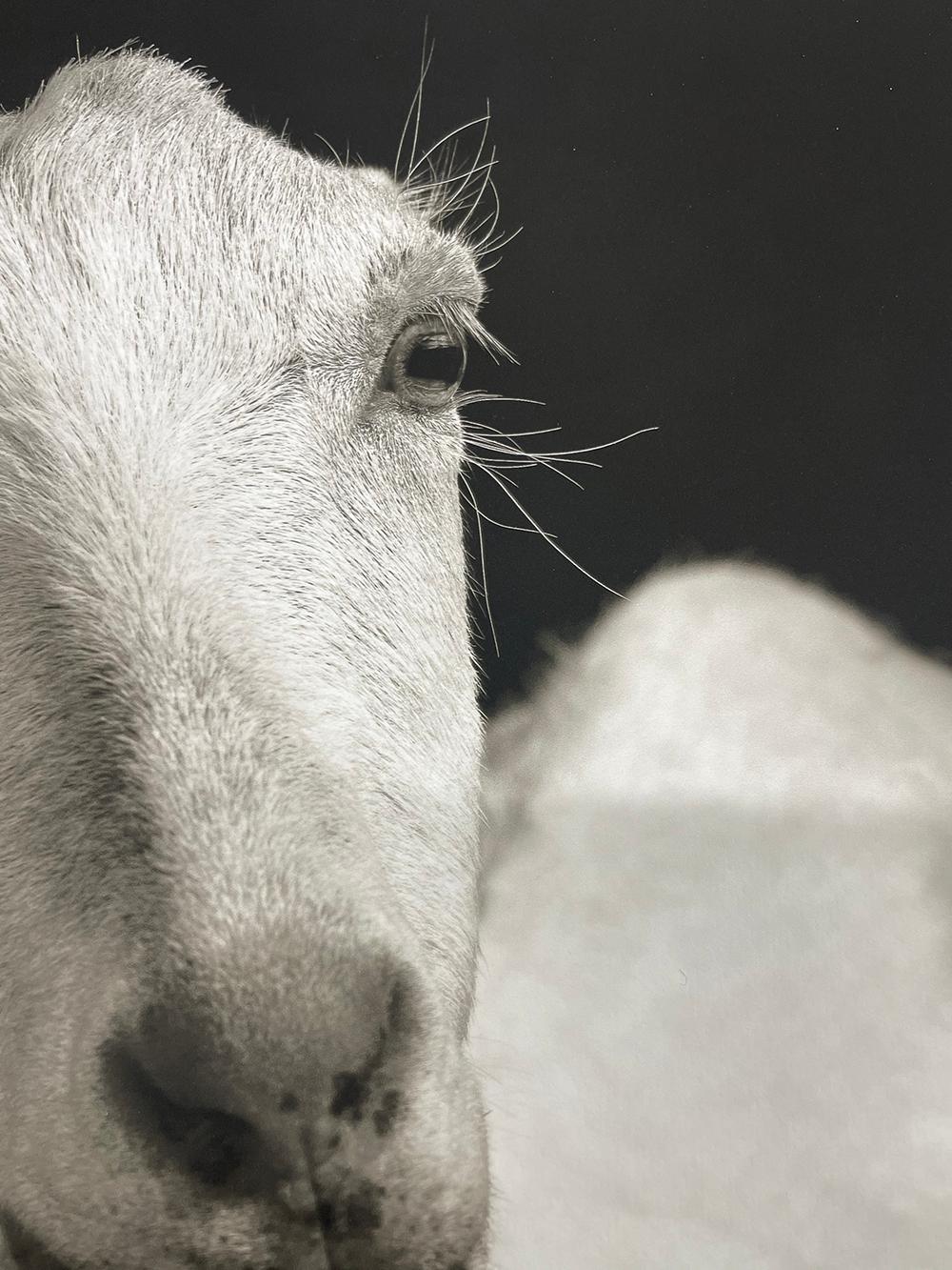 Honey #2, de la série, The Chattel - White Goat, Farm Animal, Portrait en vente 2