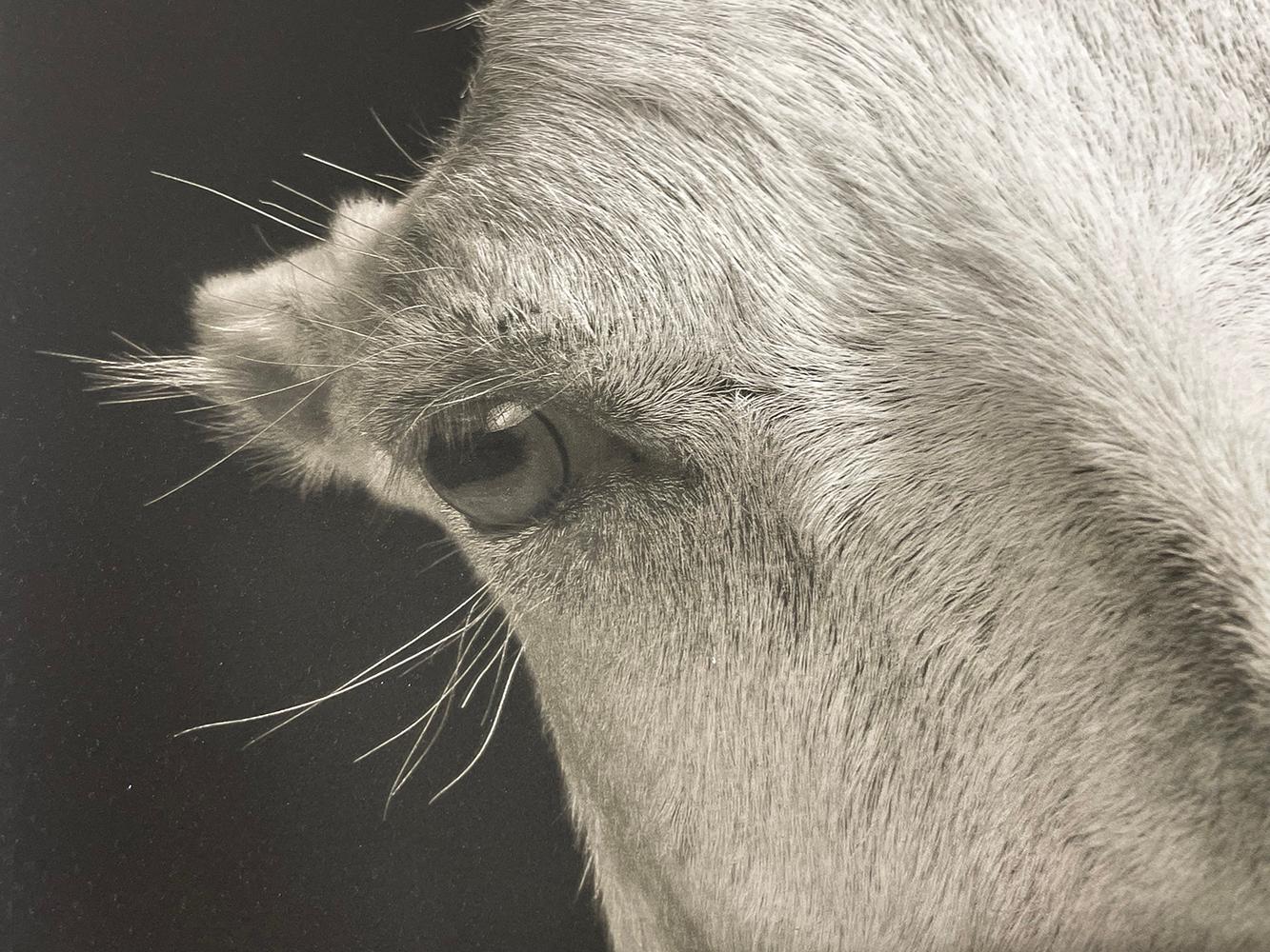 Honey #2, de la série, The Chattel - White Goat, Farm Animal, Portrait en vente 3