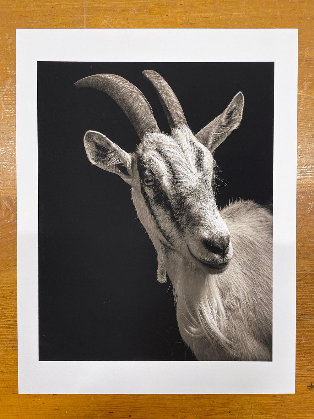 Isabella #1, aus der Serie, Chattel - Ziegenporträt, Bauerntier – Photograph von Kevin Horan
