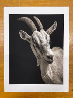 Isabella nº 1, de la serie, Chattel - Retrato de cabra, Animal de granja
