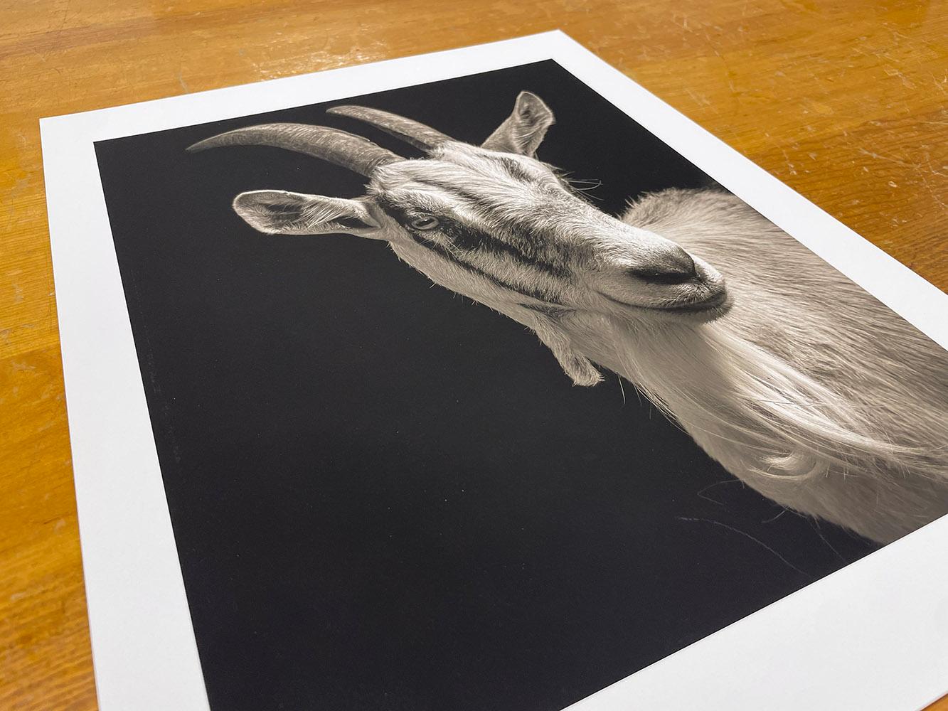 Isabella #1, aus der Serie, Chattel - Ziegenporträt, Bauerntier (Zeitgenössisch), Photograph, von Kevin Horan