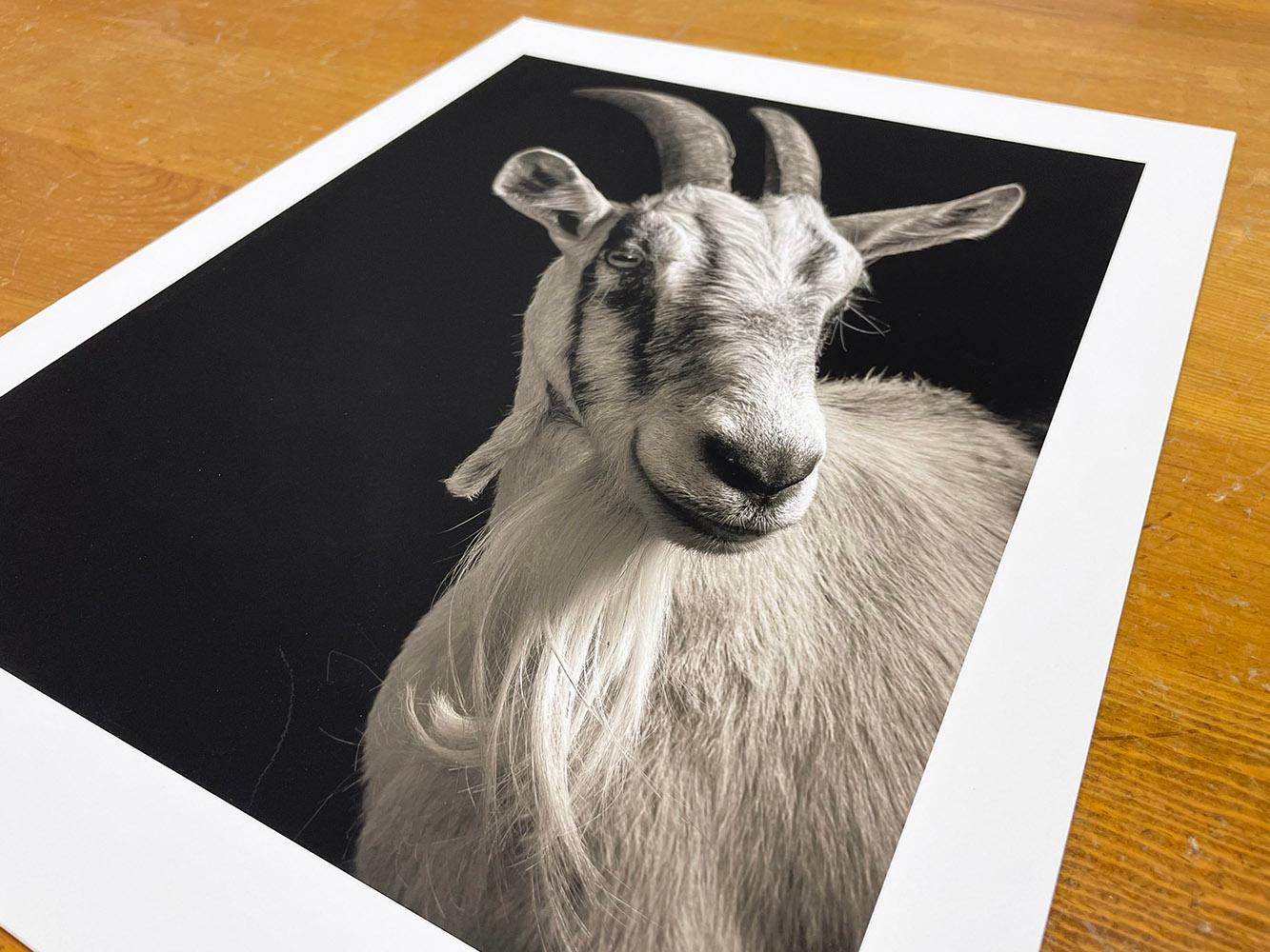 Isabella #1, aus der Serie, Chattel - Ziegenporträt, Bauerntier (Schwarz), Portrait Photograph, von Kevin Horan