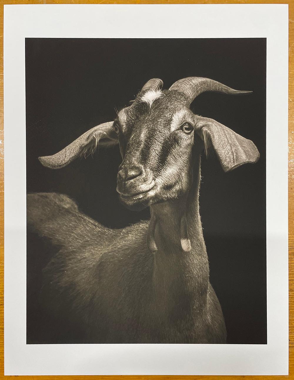 Lela #1, from the series, Chattel - Goat, Farm Animal, Wildlife - Photograph by Kevin Horan