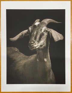 Lela #1, aus der Serie, Chattel - Ziege, Bauerntier, Wildtiere