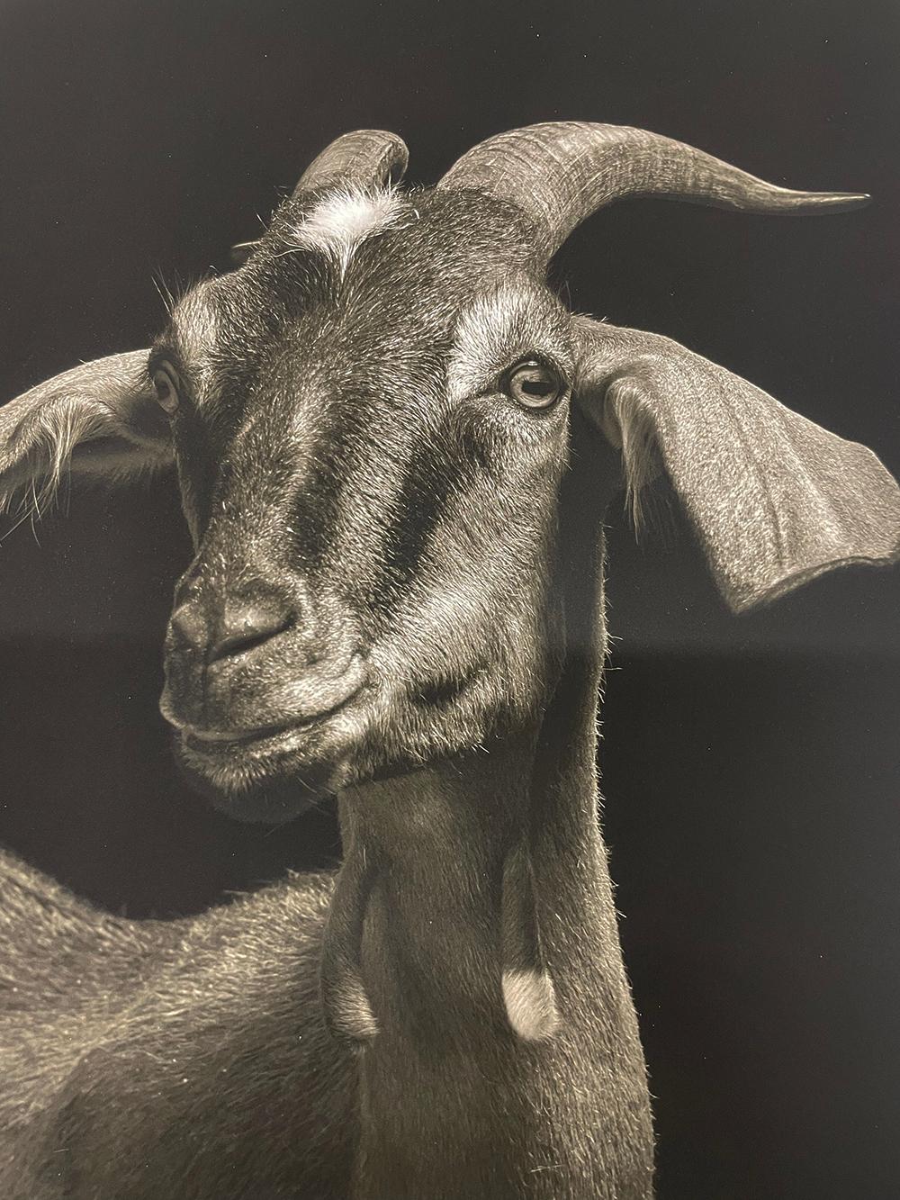 Lela #1, from the series, Chattel - Goat, Farm Animal, Wildlife - Black Portrait Photograph by Kevin Horan