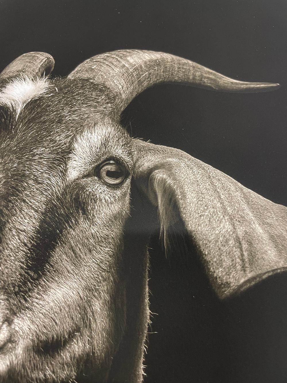 Lela #1 by Kevin Horan presents a portrait of a dark haired goat looking off to the side, from Horan's series Chattel. This photograph is a 11 x 14 inch print, with the paper size measuring 13 x 17 inches, available in an edition of 15. This