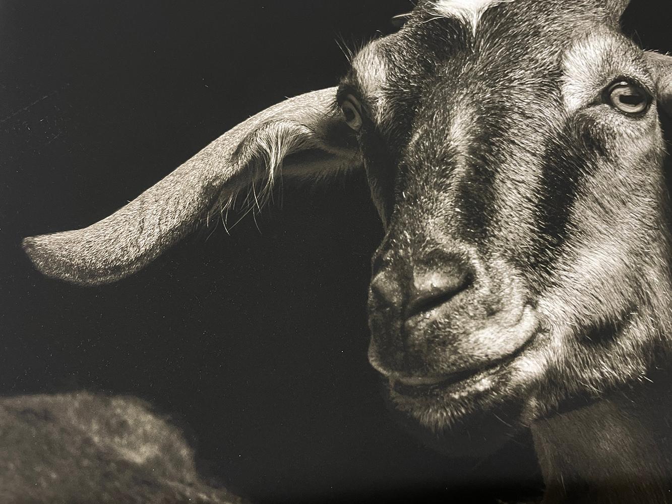 Lela #1, from the series, Chattel - Goat, Farm Animal, Wildlife For Sale 1