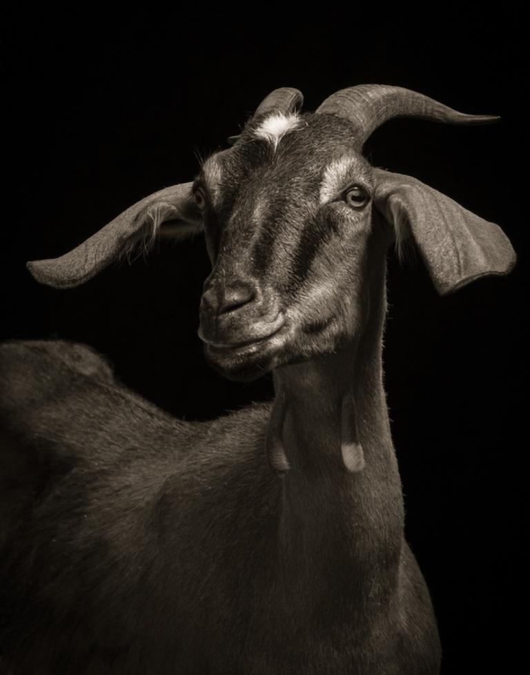 Lela #1 von Kevin Horan zeigt das Porträt einer dunkelhaarigen Ziege, die zur Seite blickt, aus Horans Serie Chattel. Dieses Foto ist ein 11 x 14 Zoll großer Druck, mit einer Papiergröße von 13 x 17 Zoll, erhältlich in einer Auflage von 15 Stück.