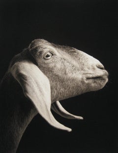 Lizzie #1 and Xantippe #1 by Kevin Horan