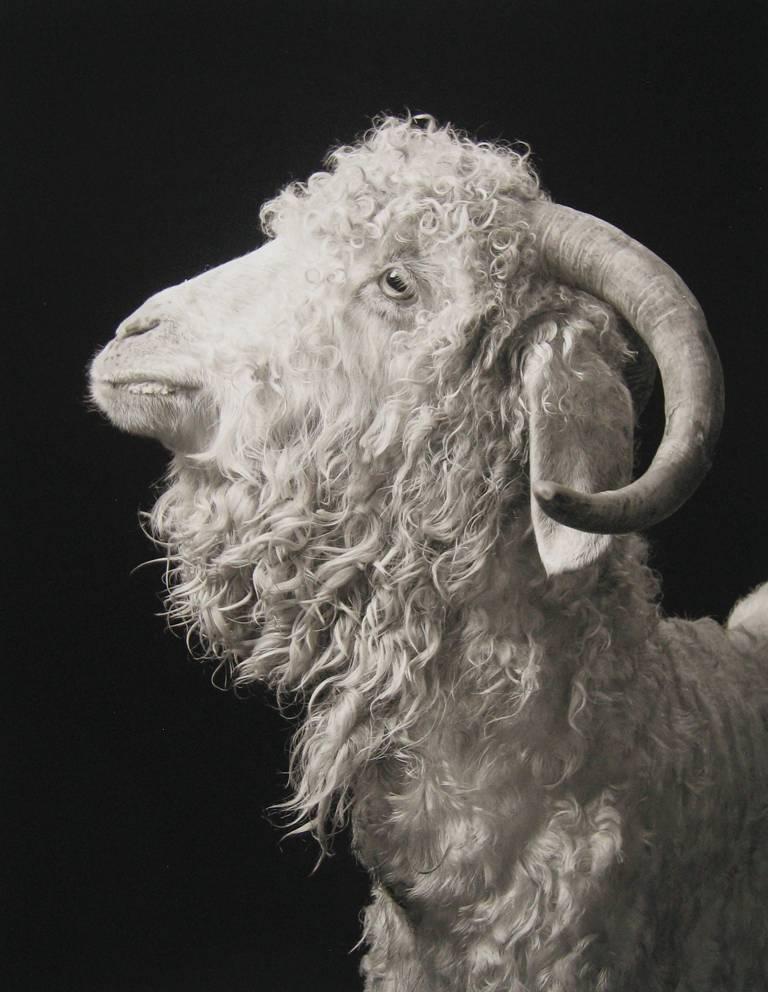 This portrait by Kevin Horan features a side profile of a white curly haired goat, from Horan's series Chattel. The photograph is signed, titled, dated and numbered by Kevin Horan, including the print date and copyright. The paper size is 30 x 24
