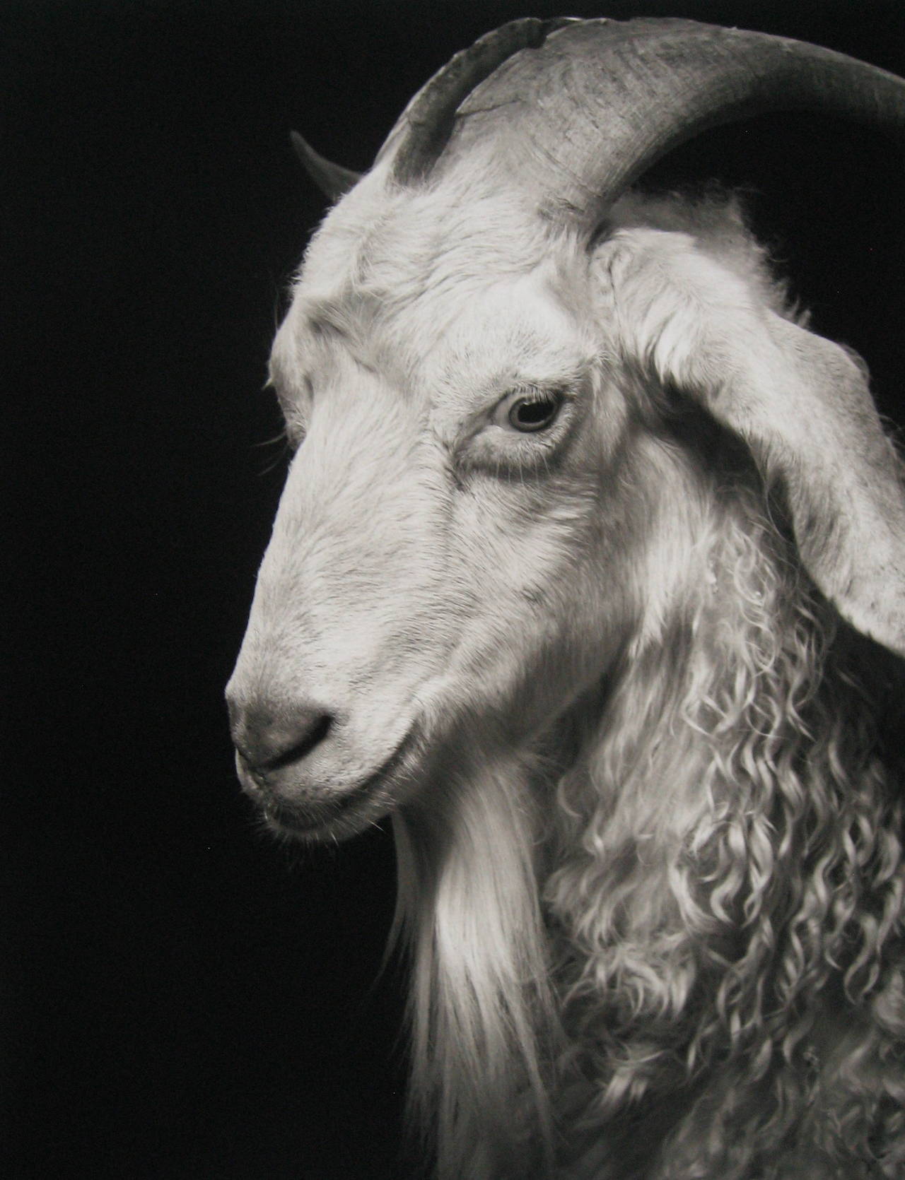 Sydney #1 de Kevin Whiting présente le portrait d'une chèvre blanche aux cheveux bouclés et à la longue barbiche. Cette photographie est répertoriée comme un tirage pigmentaire d'archives de 14 x 11 pouces, le format du papier mesurant 17 x 13