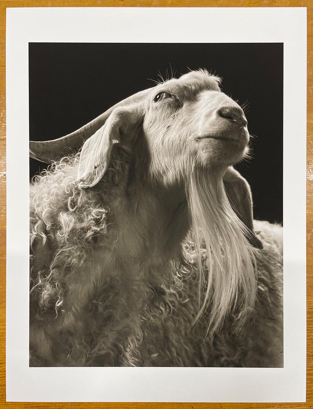 Sydney n° 3 de la série, Chattel - chèvre blanche, animal de ferme - Photograph de Kevin Horan