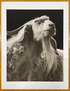 Sydney n° 3 de la série, Chattel - chèvre blanche, animal de ferme