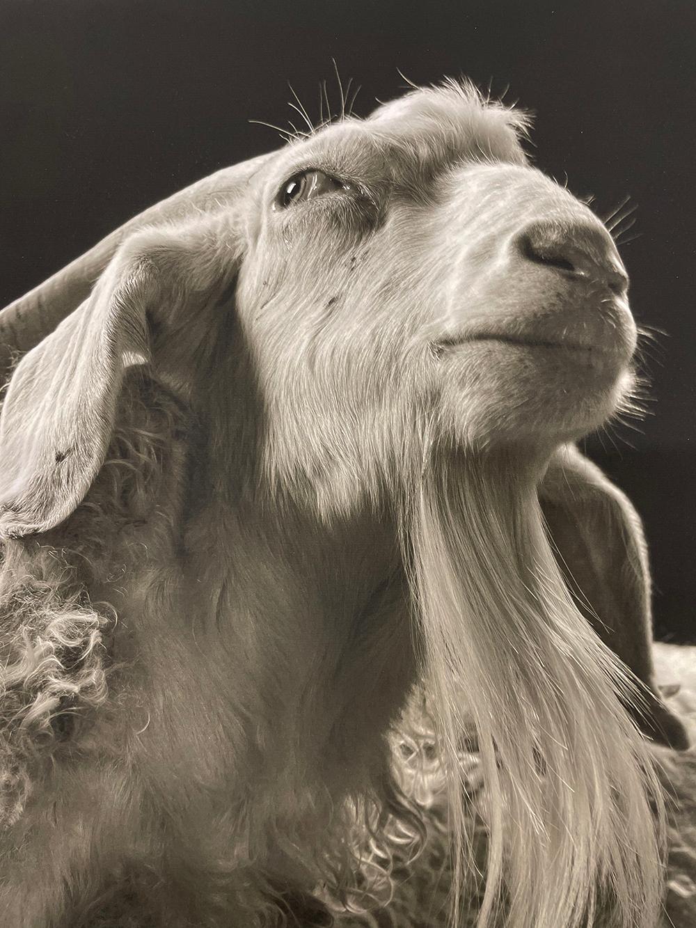 Sydney n° 3 de la série, Chattel - chèvre blanche, animal de ferme - Contemporain Photograph par Kevin Horan