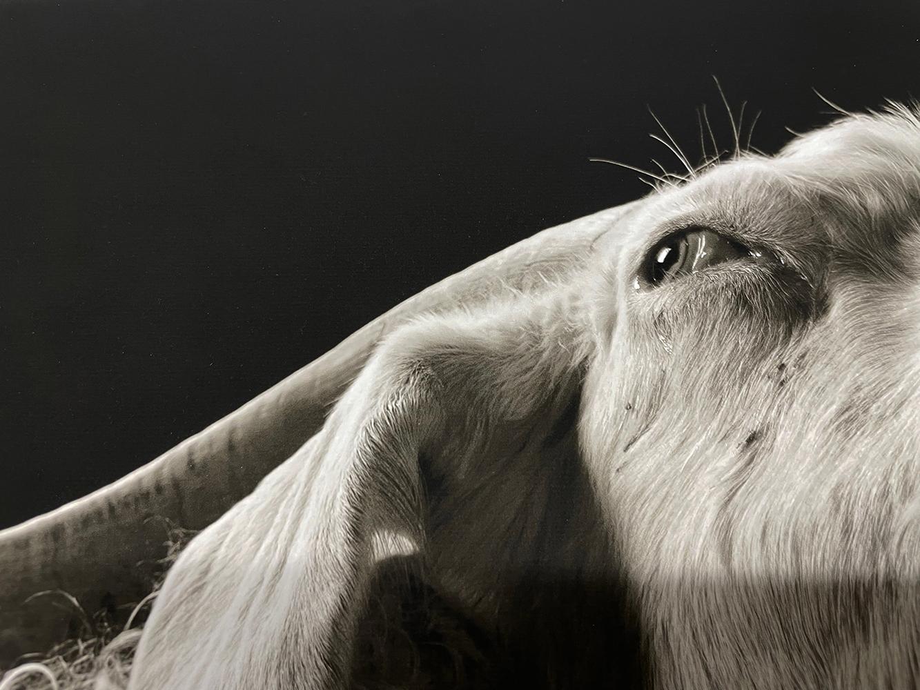 Sydney n° 3 de la série, Chattel - chèvre blanche, animal de ferme en vente 1
