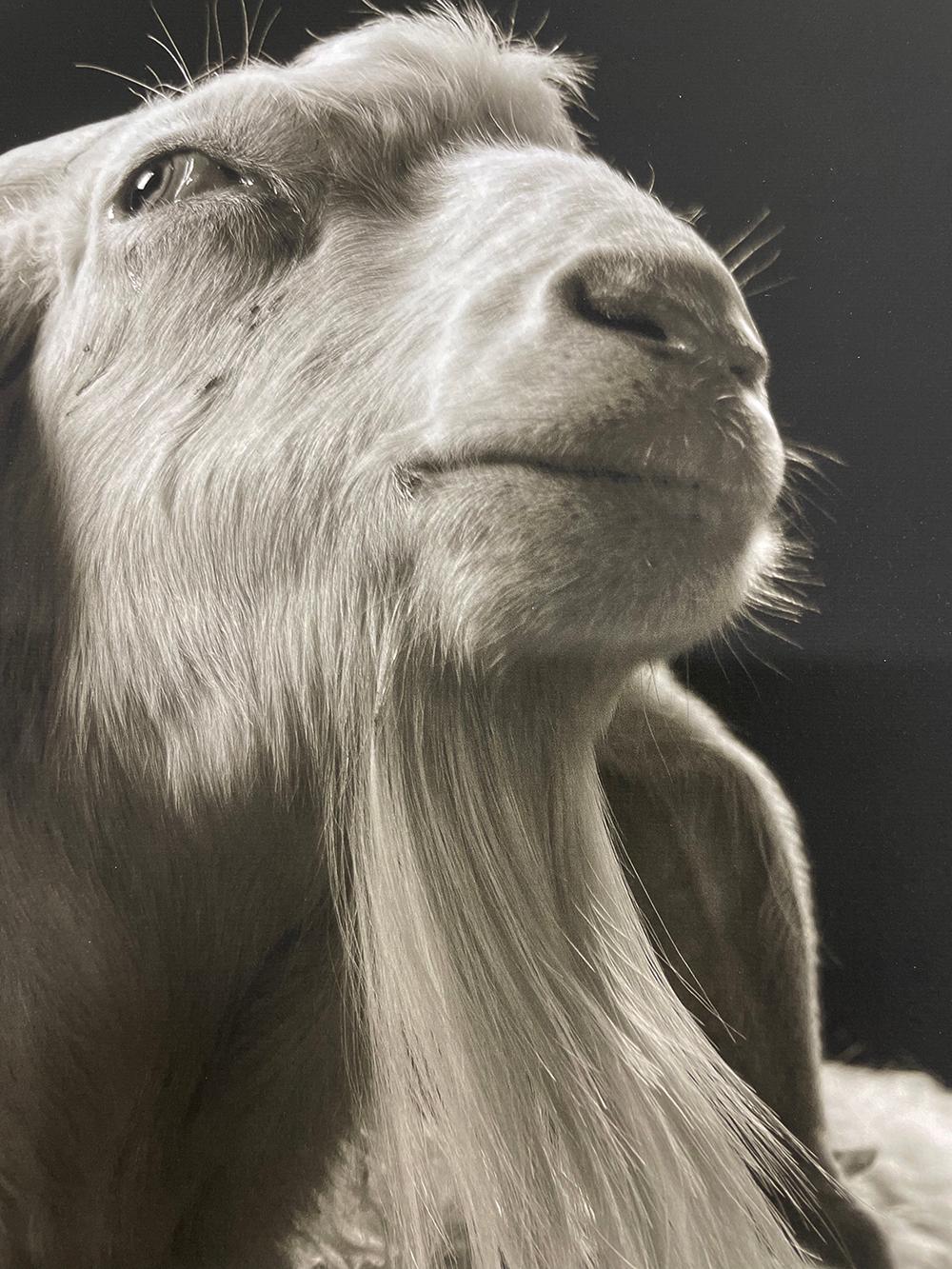 Sydney n° 3 de la série, Chattel - chèvre blanche, animal de ferme en vente 2