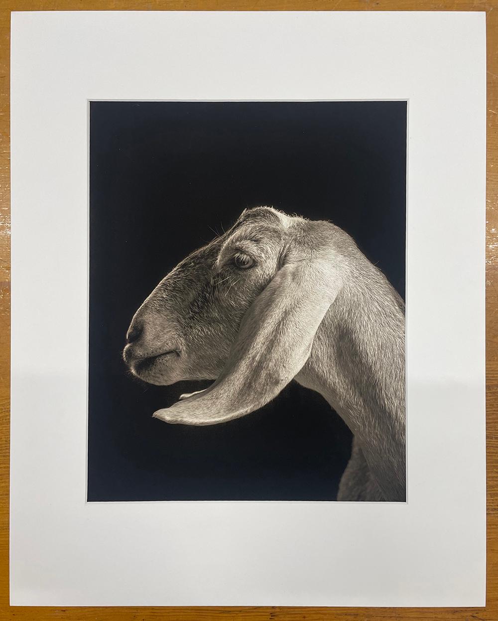 Xantippe nº 2 de la serie, Chattel - Cabra blanca, Animal de granja, Retrato - Photograph de Kevin Horan