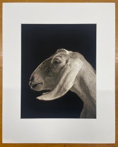 Xantippe #2 aus der Serie, Chattel - Weiße Ziege, Bauerntier, Porträt