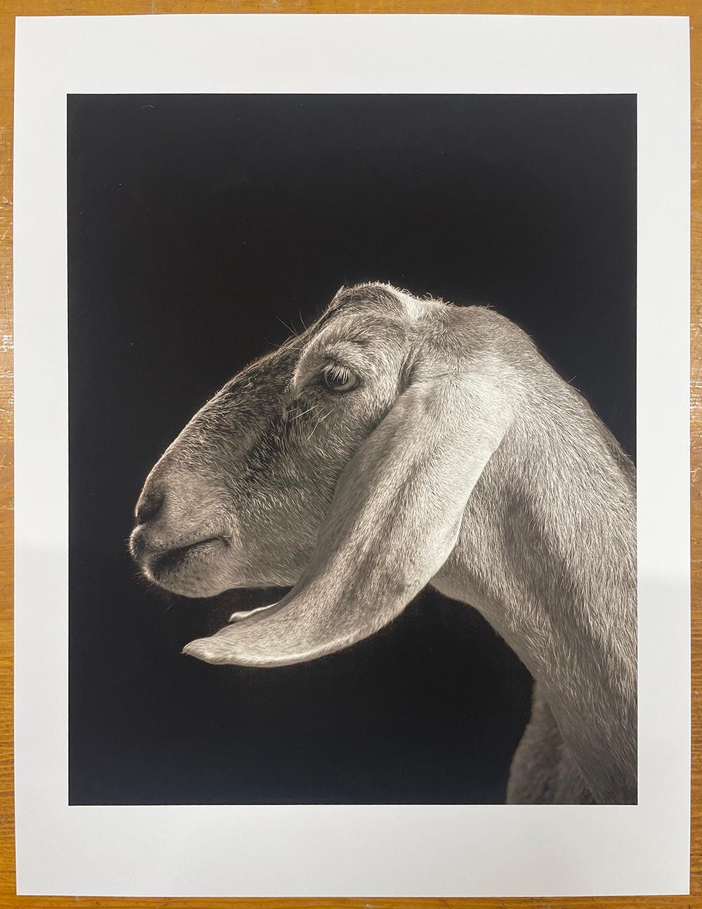 Xantippe nº 2 de la serie, Chattel - Cabra blanca, Animal de granja, Retrato - Photograph Contemporáneo de Kevin Horan