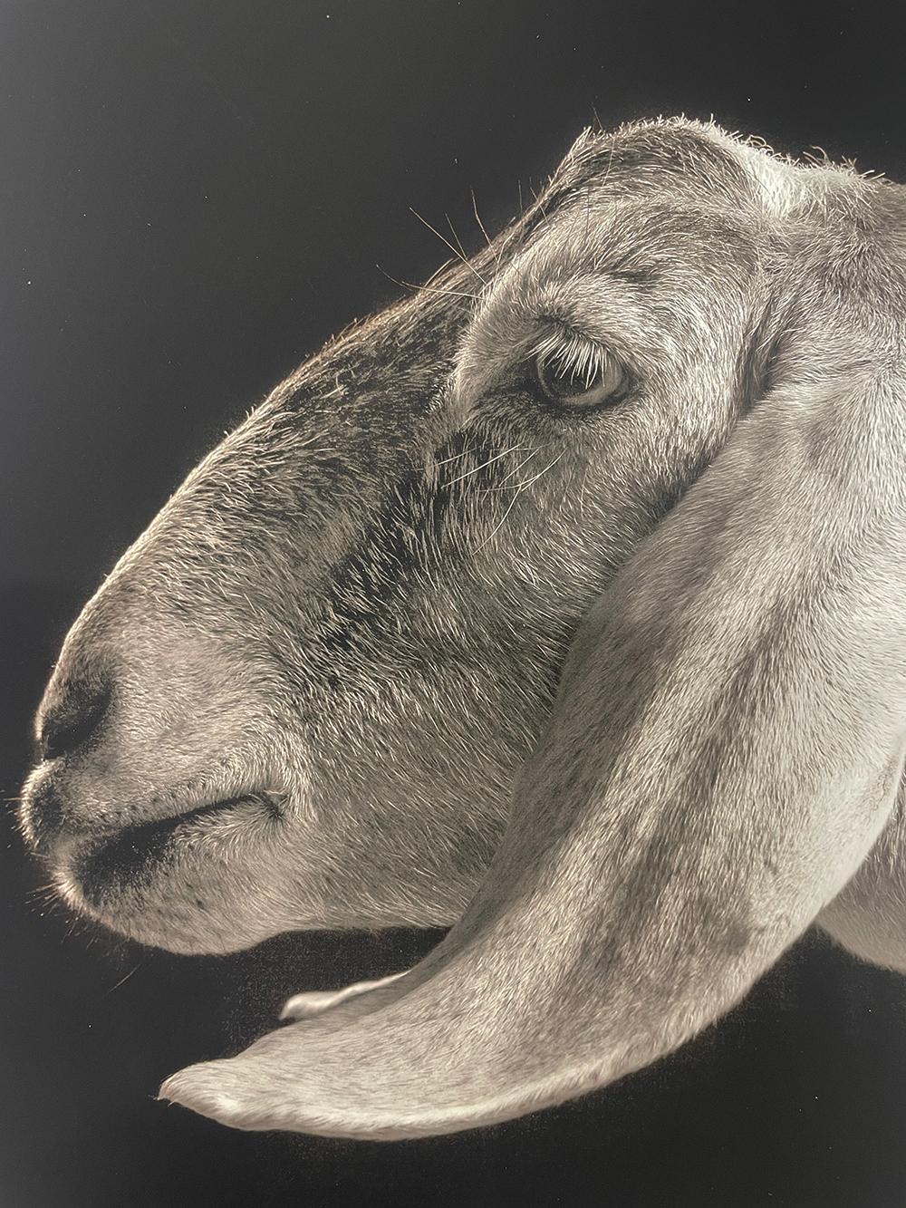 Xantippe nº 2 de la serie, Chattel - Cabra blanca, Animal de granja, Retrato - Portrait Photograph Negro de Kevin Horan
