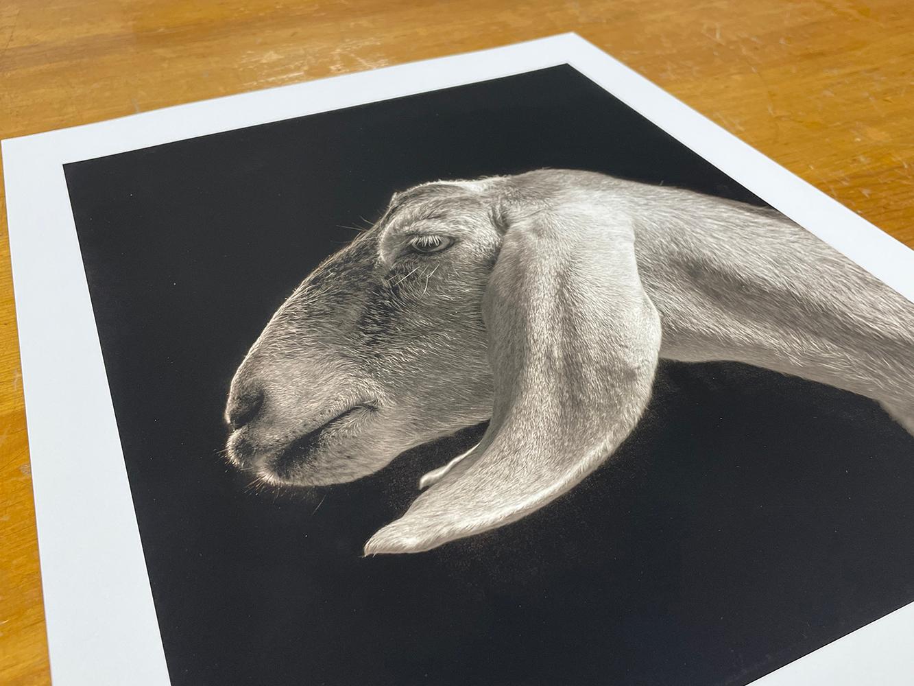 Xantippe nº 2 de la serie, Chattel - Cabra blanca, Animal de granja, Retrato en venta 1