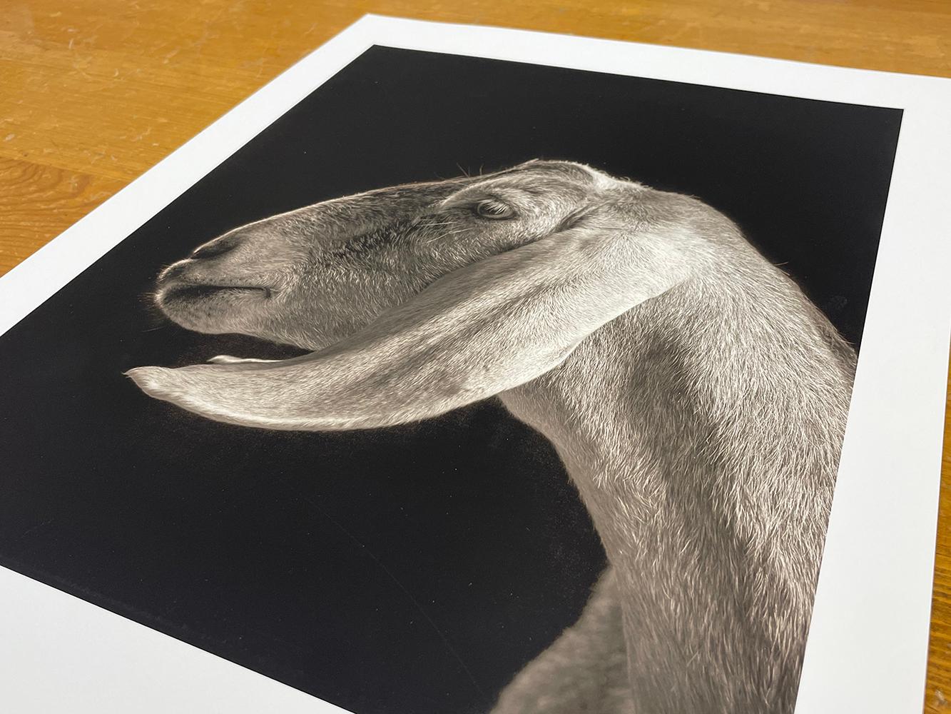 Xantippe nº 2 de la serie, Chattel - Cabra blanca, Animal de granja, Retrato en venta 2