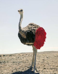 Ostrich