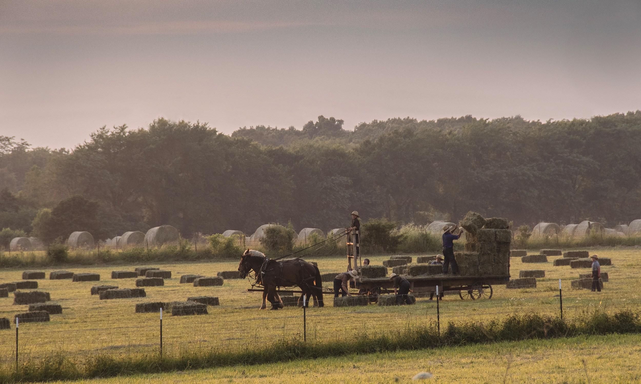 Landscape Photograph di Kevin Vivers - Lavoro duro (Americana, Midwest, Cavallo, Campo)