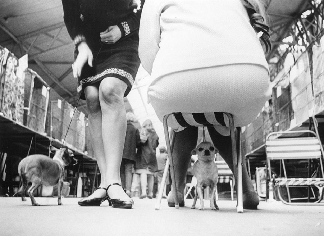 "Chihuahuas" by Keystone

A small dog's eye-view of two chihuahuas and their owners waiting for judges at Cruft's all-champion dog show.

Unframed
Paper Size: 20" x 24'' (inches)
Printed 2022 
Silver Gelatin Fibre Print