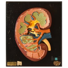 Kidney Cross Section Model
