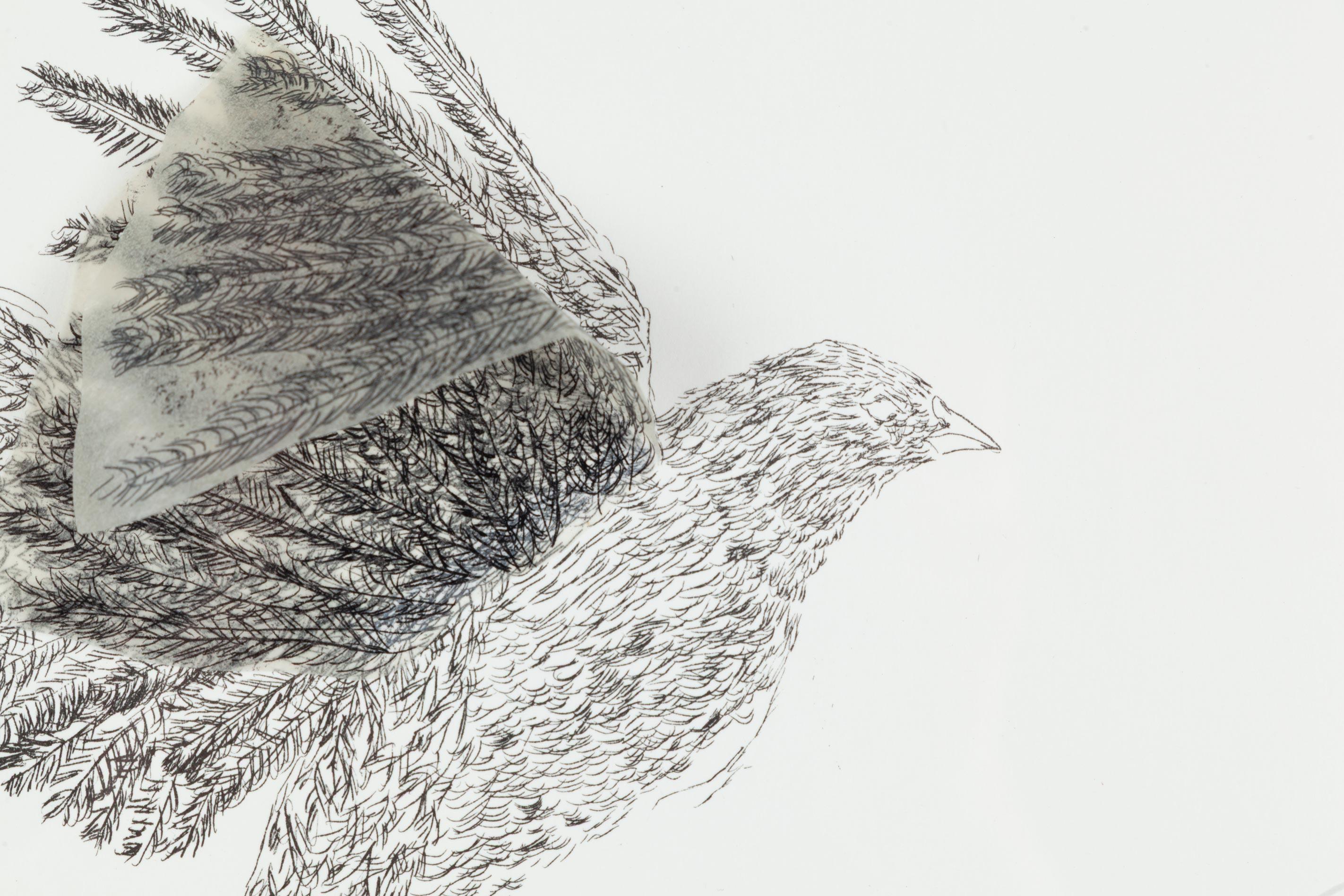 Flying Creatures: Bird For Sale 1