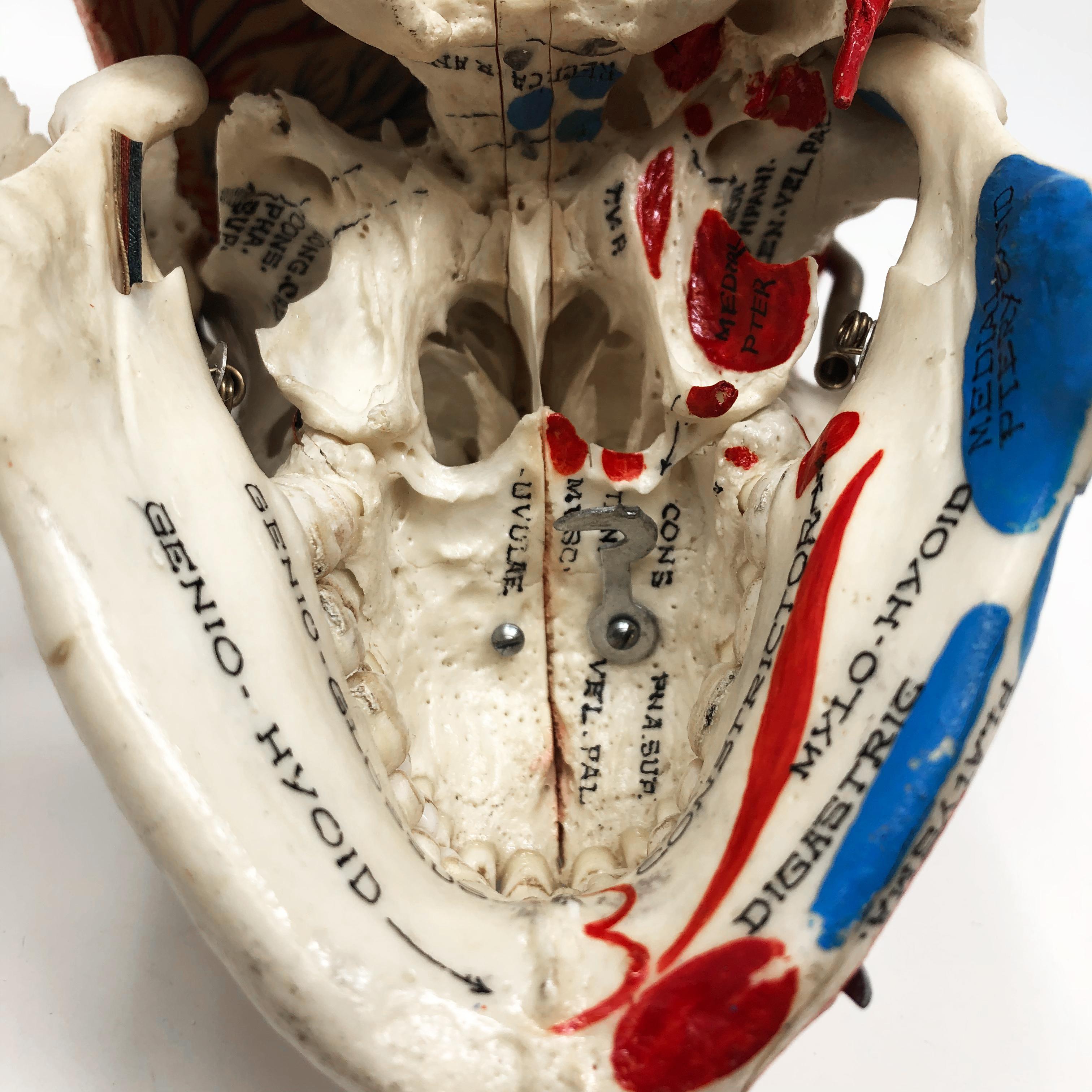 Kilgore Authentic Anatomical Preparation Human Skull For Sale 5