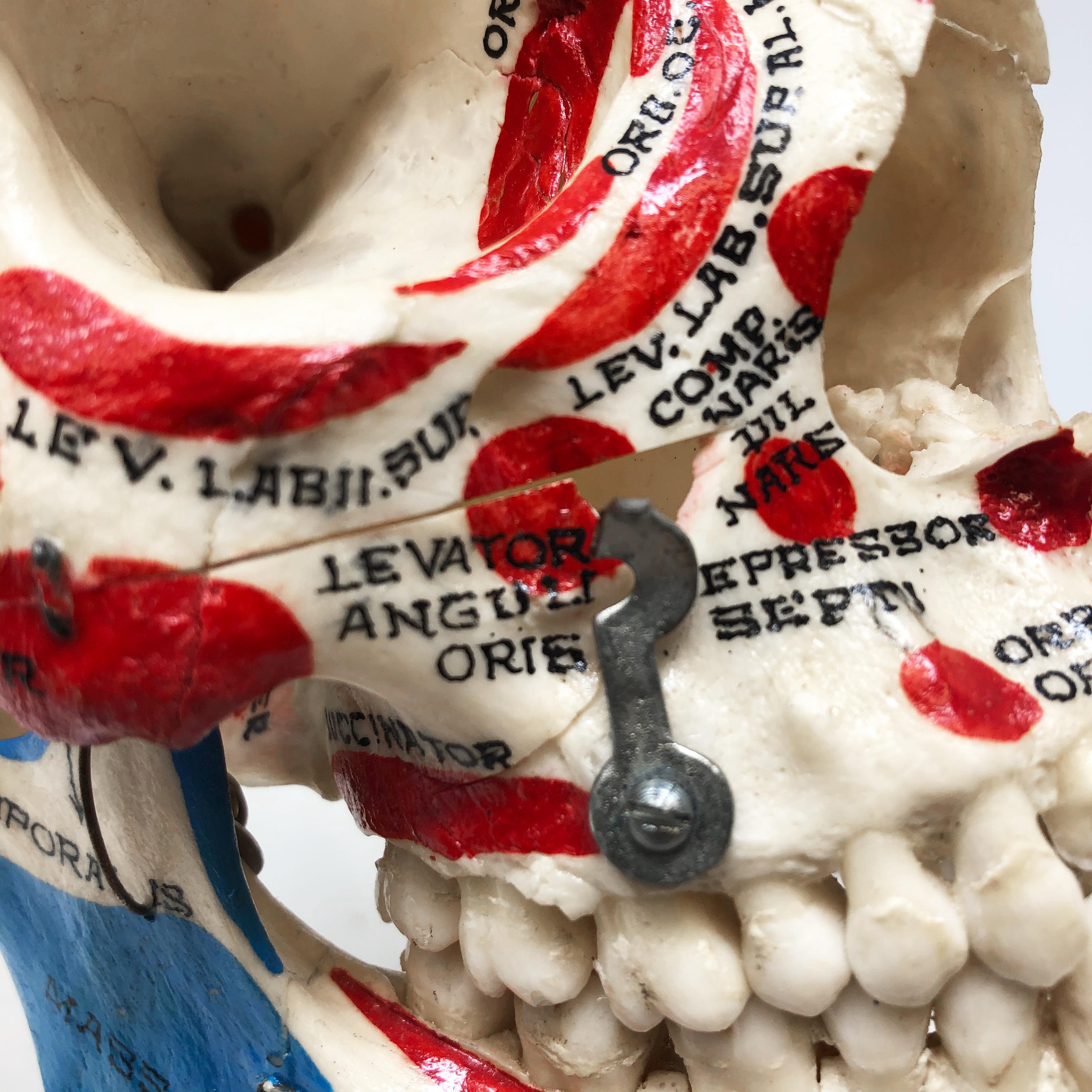 Kilgore Authentic Anatomical Preparation Human Skull For Sale 7