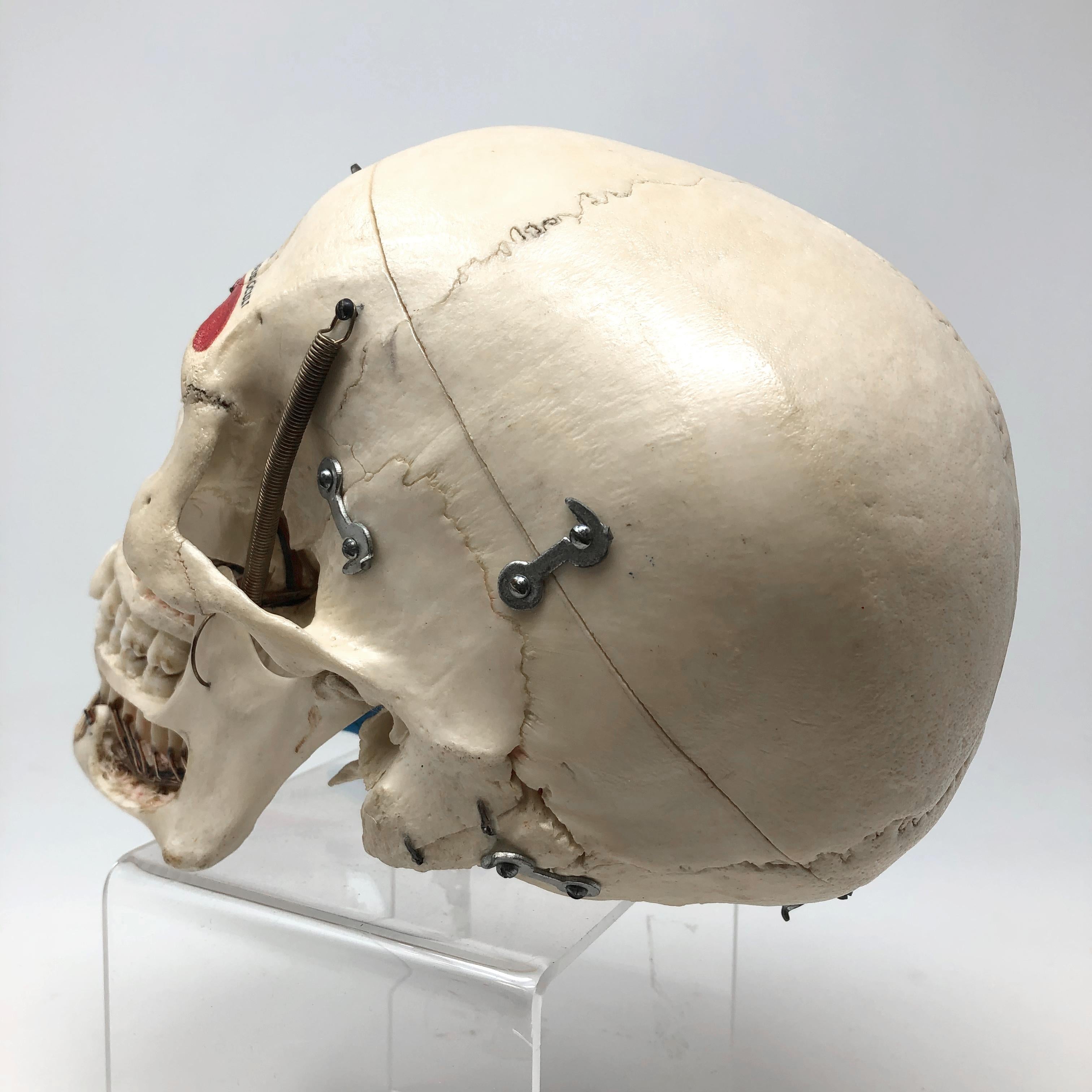Kilgore Authentisches Anatomisches Präparat Menschlicher Schädel (Mitte des 20. Jahrhunderts) im Angebot