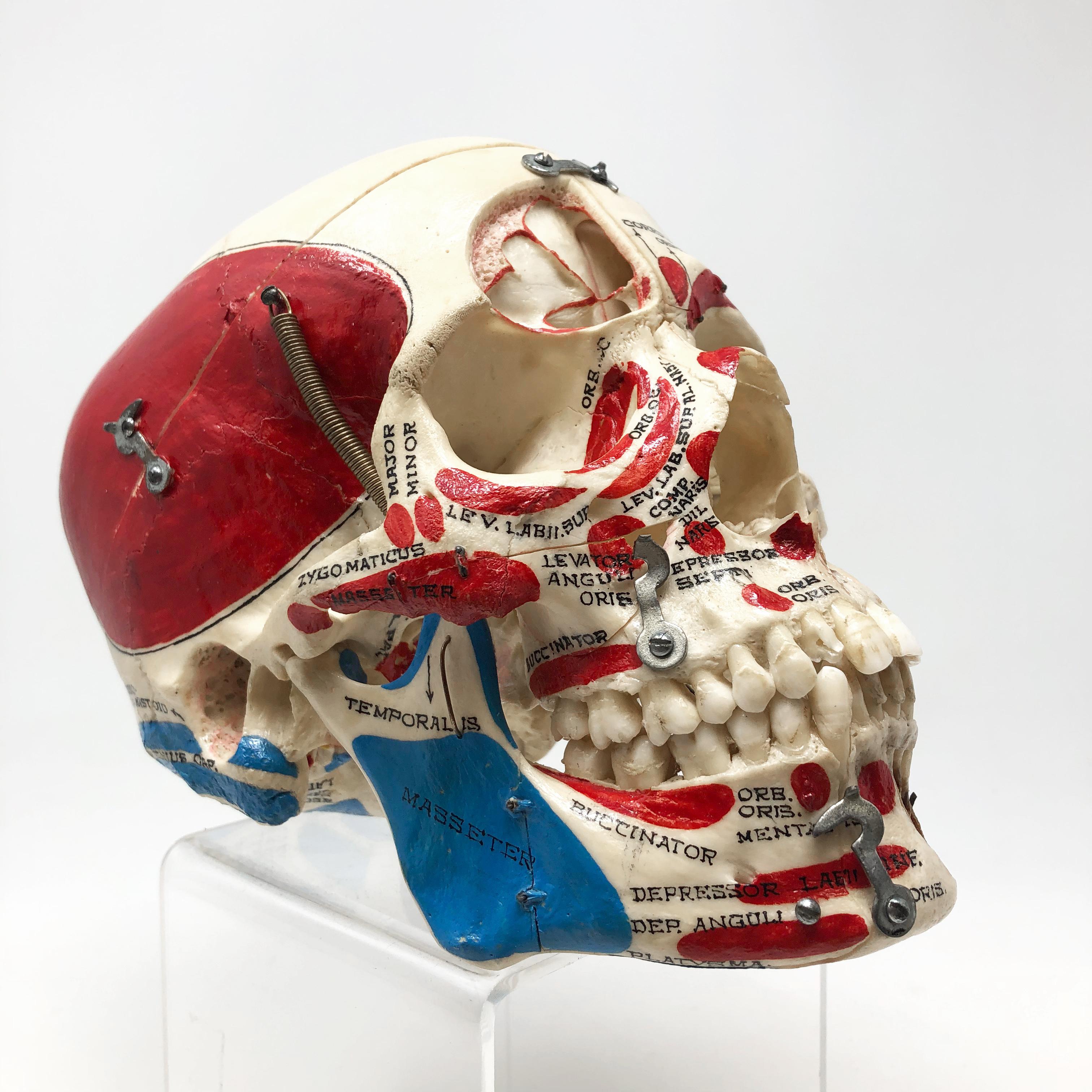 Mid-20th Century Kilgore Authentic Anatomical Preparation Human Skull For Sale