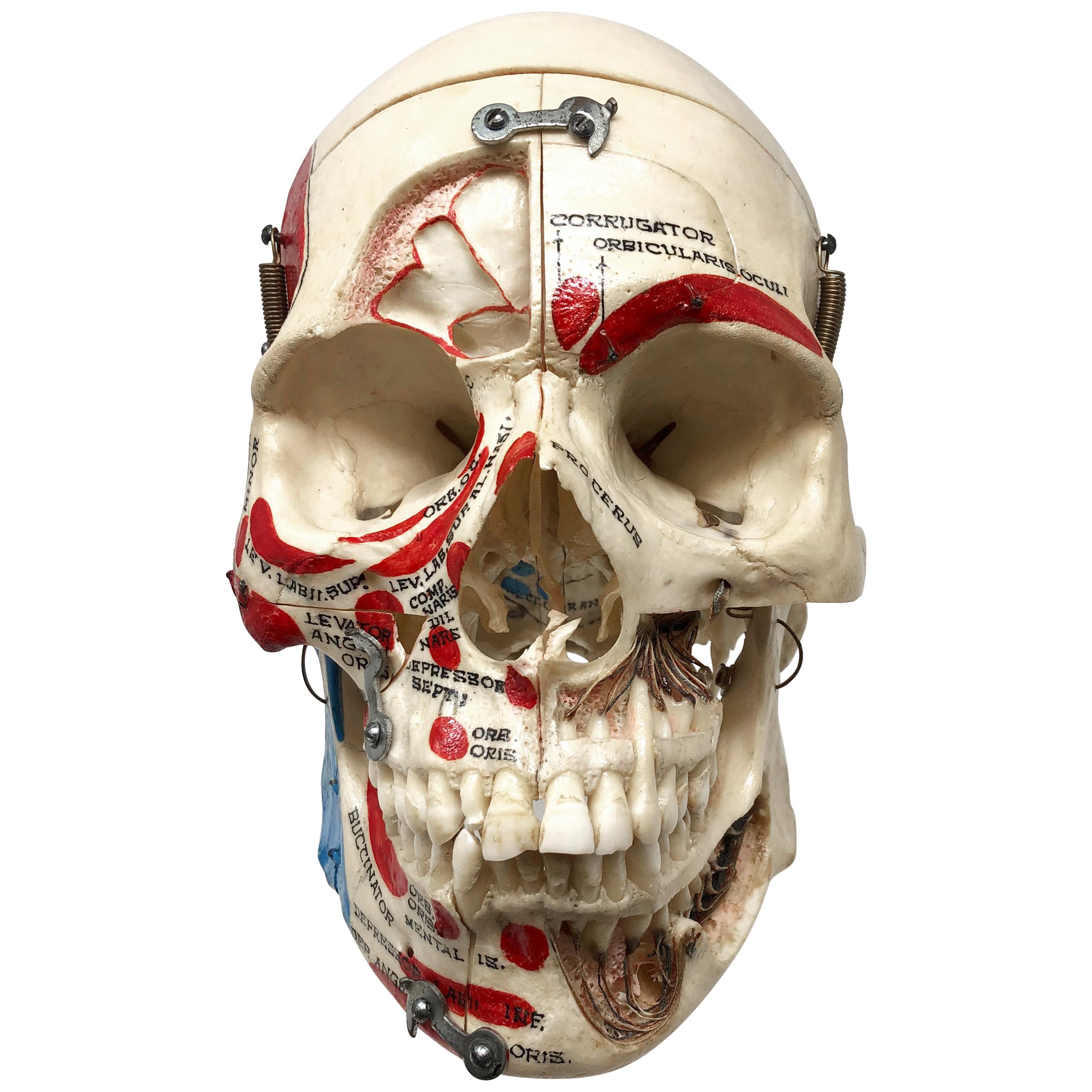 Kilgore Authentisches Anatomisches Präparat Menschlicher Schädel im Angebot