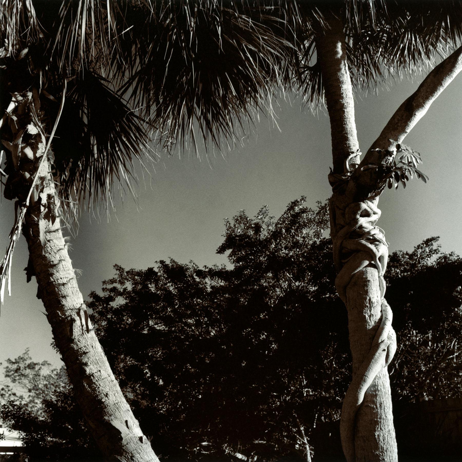 Kimberly Schneider Photography Black and White Photograph - Beginning of the End - black and white landscape trees silver gelatin photograph