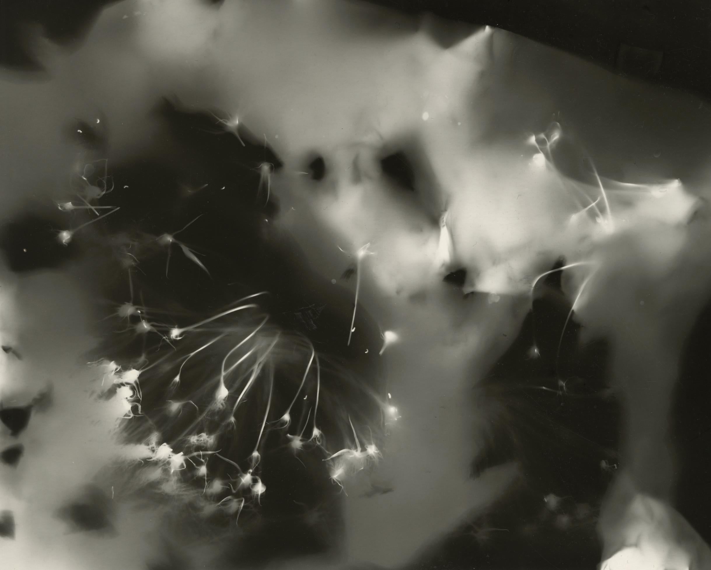 Dancing Sumo - sparkler-o-gram silver gelatin unique contemporary b&w photogram